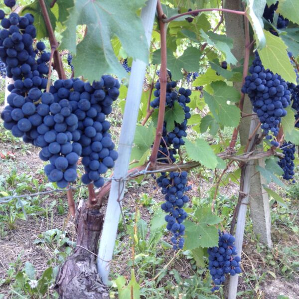 Cascina Bongiovanni Faletto Langhe Rosso - ISN: Italian Speciality for the Netherlands