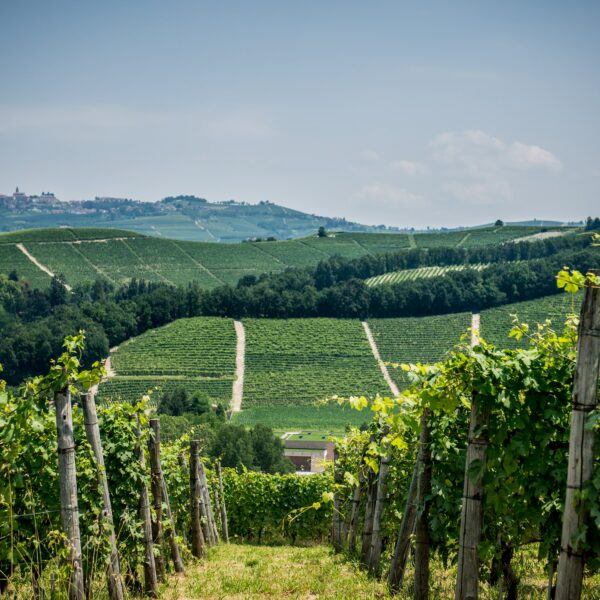 Cascina Bongiovanni Faletto Langhe Rosso - ISN: Italian Speciality for the Netherlands