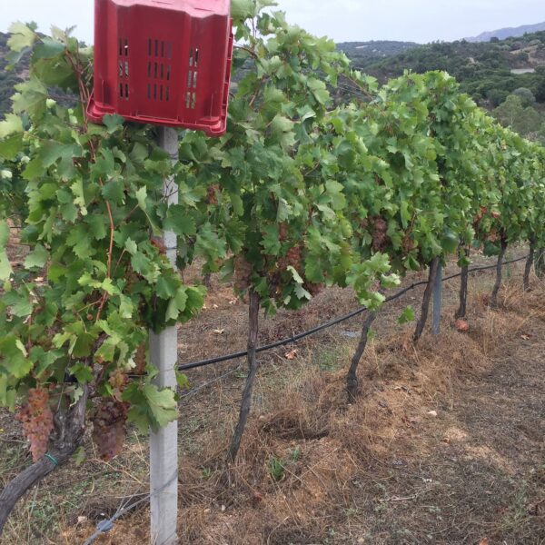 Sa Vida Vinendi Vermentino di Gallura Superiore - ISN: Italian Speciality for the Netherlands