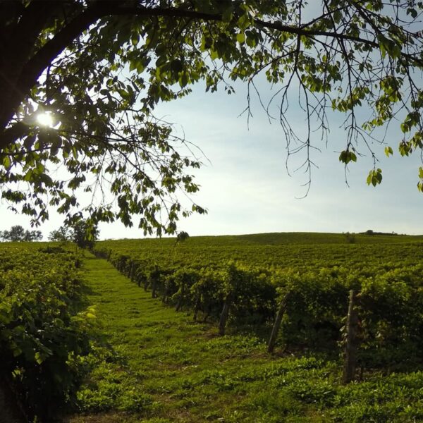 Xenio Ruché di Castagnole Monferrato - ISN: Italian Speciality for the Netherlands